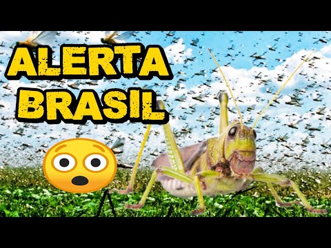 Nova nuvem de gafanhotos no Paraguaí preocupa o Brasil! E desta vez ela é gigante