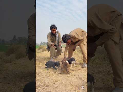 chotay bachy ny Ba zaban qutu Ki jan bachi#trending #emotional #viralvideo #ytshorts