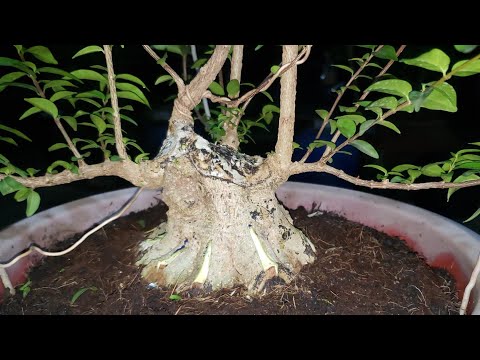 XẢO THUẬT TĂNG CƯỜNG CHI TIẾT CHO BỘ ĐẾ BONSAI