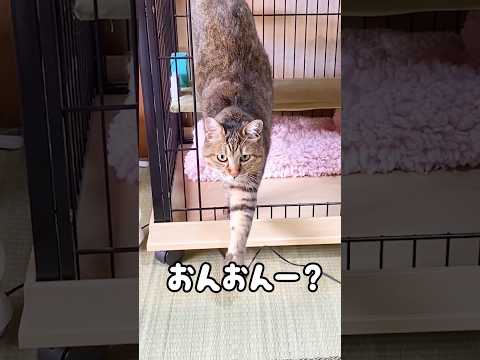 飼主を母親と思ってる愛猫に「マッハー」と言ったら凄いことに(°_°) #元野良猫 #鳴き声 #かわいい