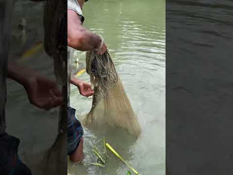 Village Fishing #best_fishing #fishing #fishng #fish