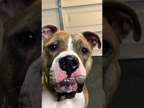 He lived like this 24/7… #shorts #dogrescue #dogtraining