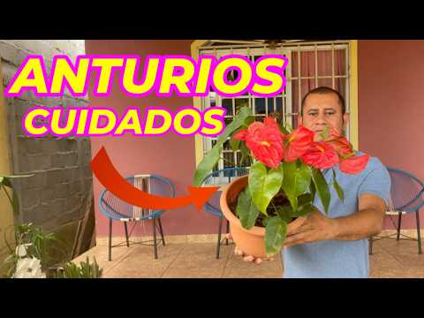 Aprende a mantener tus anturios saludables y floridos todo el año con cuidados caseros
