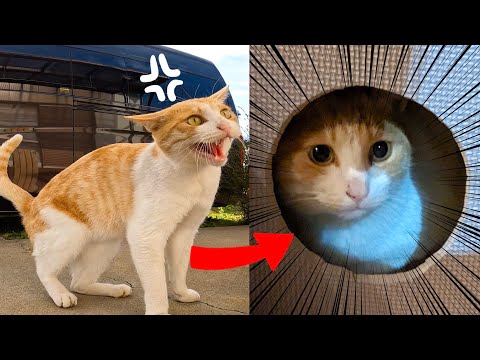 ある日突然庭に現れた野良猫~5ヶ月間の記録~
