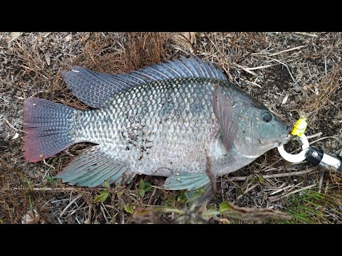 【テラピア釣り】マッディ水路バトル