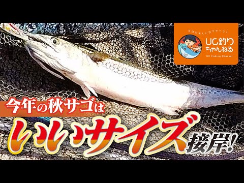 秋のショアジギ！福岡で人気のサゴシを狙い釣り！