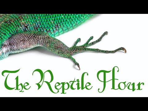 The Reptile Hour!!!! 