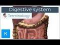 Medical Terminology and Anatomy Concepts