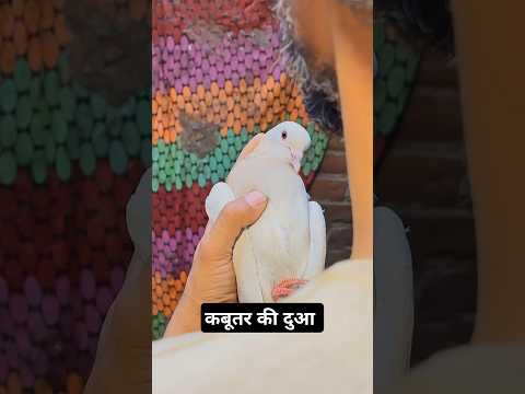 कबूतर की दुआ 🕊️🥰 #shortsfeed #shortsvideo #viralvideo #motivation #motivational #trendingshorts