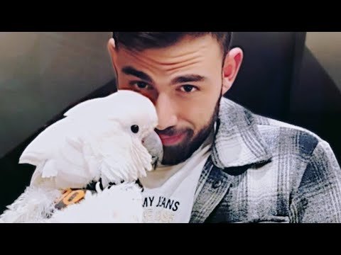 My Cockatoo, Jersey, Gets SO Jealous When Our Houseguest Looks at Another Bird 🦜 | #cockatoo #parrot