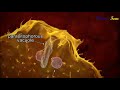 Trypanosoma cruzi Life Cycle and Transmission
