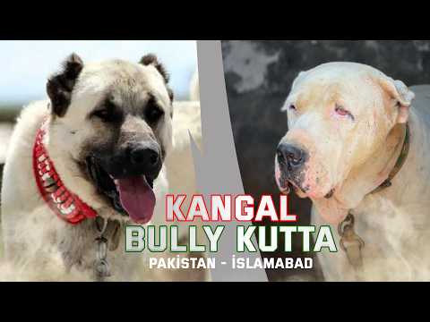 Kangal Mı? Bully Kutta Mı? Karşılaştırma : Pakistan'a Bir Yolculuk