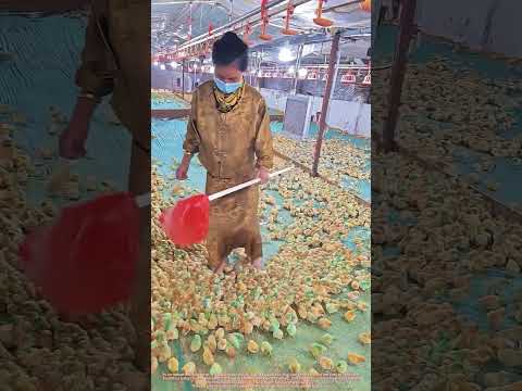 Separating Chicks: Important Farm Work