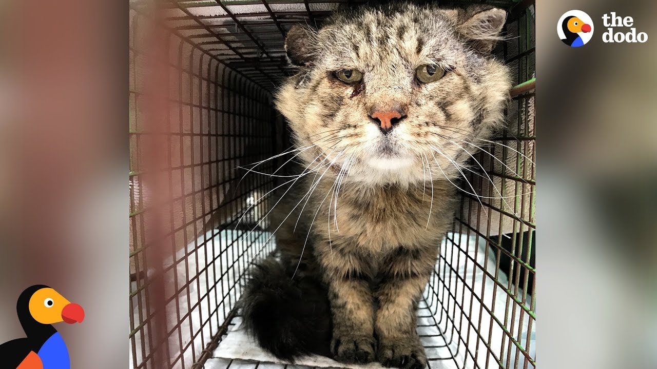 Feral Senior Cat Becomes A Total Mama's Boy - MR. BELVEDERE