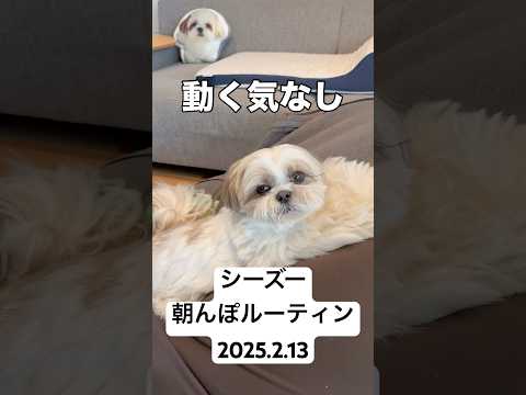 【シーズー】今日の朝んぽ / 風強すぎ / ウンチング / 出かけるまでが勝負（2025.2.13） #シーズー #shihtzu #shorts