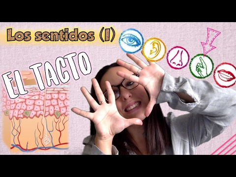 Los sentidos I Los receptores sensoriales El tacto Los órganos de