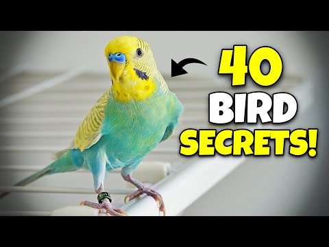 40 Pet Bird SECRETS