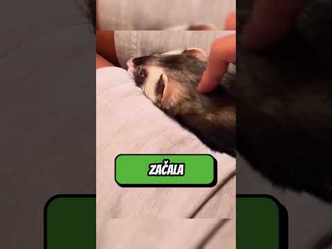 Tato fretka se oddělila od své spřízněné duše, ale pak se stalo něco kouzelného 🥺❤
