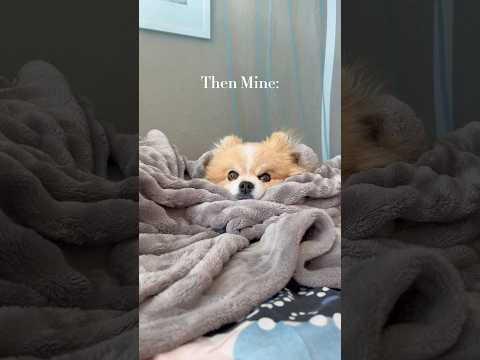 Need i say more?🫢😍 #dog #pomeranian #shorts