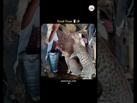 Clever Cats Enjoy Fresh Milk from Cow | Nature’s Sweetest Moment 🐱🥛 #shorts #cat