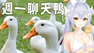 【 聊天 】VTUBER失業 | 母胎單身大作戰 |  章魚嗶 | 女足抽血案 〖鴨鴨伊比．AhiruIbi 〗