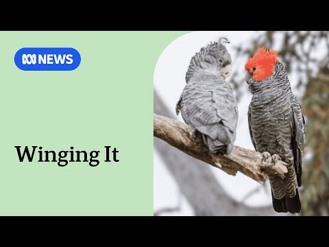 YouTube video thumbnail: How 'One of the Least Known Cockatoos' Is Keeping Canberra's Birdwatching Community Busy