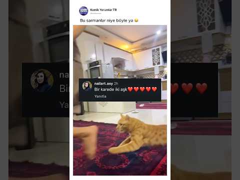 Bu sarmanlar neden böyle ya 🙀