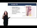 Integumentary System Functions and Structures