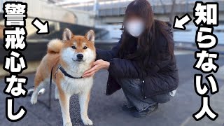 \初対面の謎の女子大生/いきなり触られた時の犬の反応は？「なんか..思ってたのと違う。」