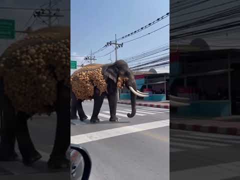 โอมเพี้ยง…ข้าจะเสกให้ #ข่าวบันเทิง #ช้างศึก#สายมู #maina #ฟีด