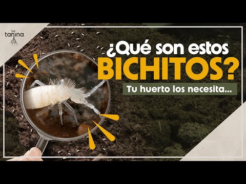 ¡Sorpresa! Tu huerto necesita un HOTEL para COLÉMBOLOS 🪱🌱