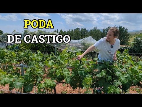 PODA EN VERDE PARA PRINCIPIANTES. CONSEJOS DEL EXPERTO