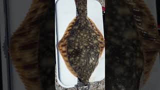 FLATFISH FEEDING MADNESS! INSANE FLOUNDER FISHING ACTION IN NORWAY!