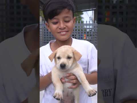 ACR - Dog Left or Right