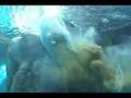 Polar Bear Poops Underwater (Original)