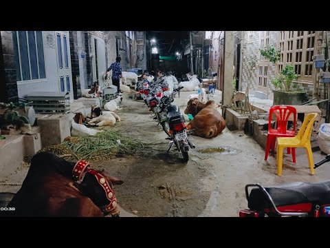 Enjoy Bakra Eid Night