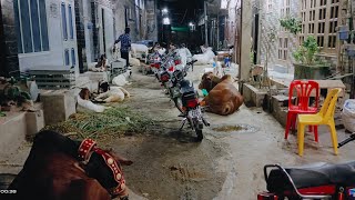 Enjoy Bakra Eid Night