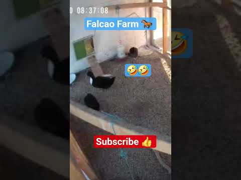 CHICKEN 🐔 GETS SQUIRREL 🤣 #horse #chicken #shorts #short #farming #animals #eating #funny #fail