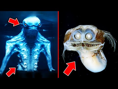未だ解明できない…深海で発見された謎の巨大UMA…ダイバーが捉えた怪物の正体がヤバい…!!!【ゆっくり解説】【UMA・未確認生物】