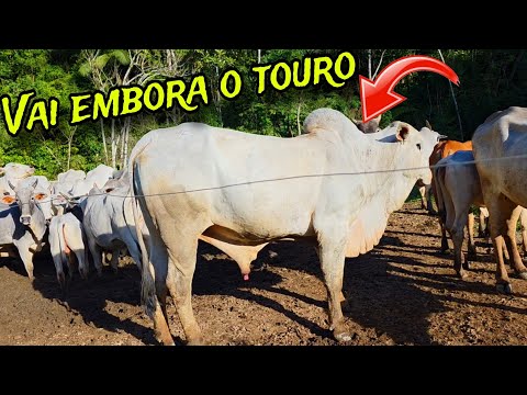 VOU VENDER O TOURO .! VOLTANDO PRO SÍTIO