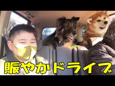 孫の響と賑やかドライブシェパード犬マックと秋田犬青空