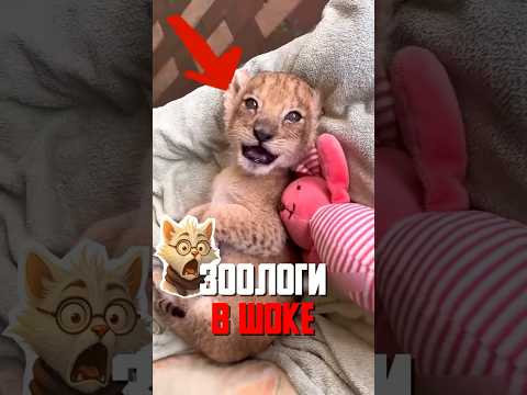 Фотограф стал приёмным отцом дикого львёнка!