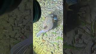 Rahasia Hewan Laut di malam hari !