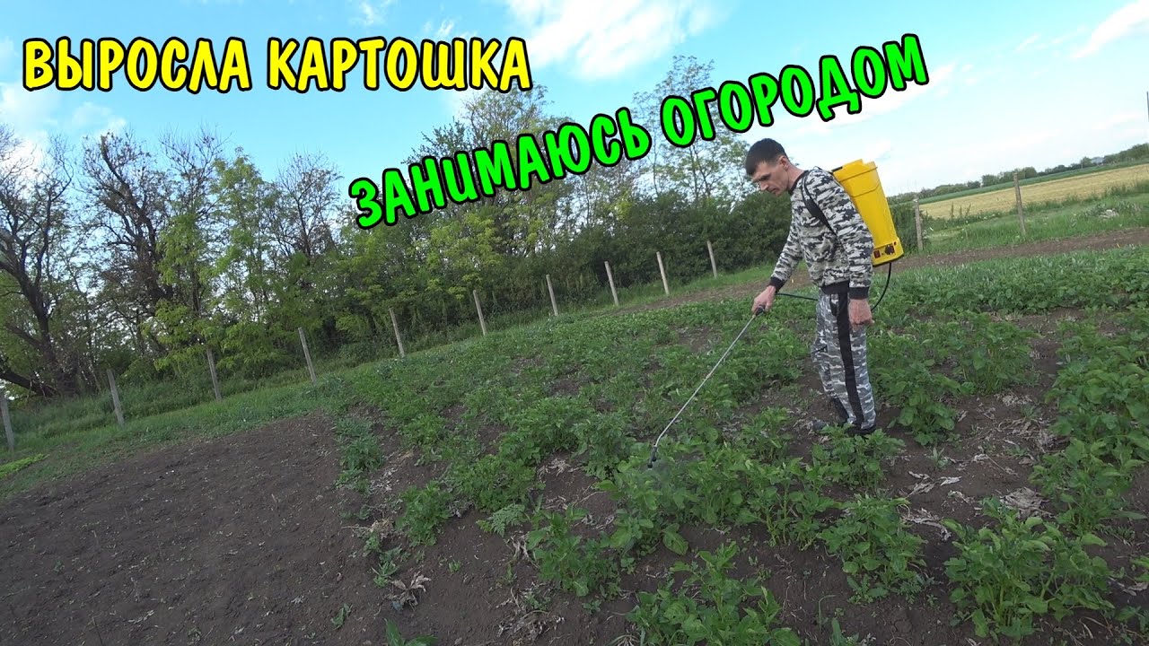 Выросла картошка / наш огород в краснодаре / делаю машину / обзор покупок / бочка из под масла