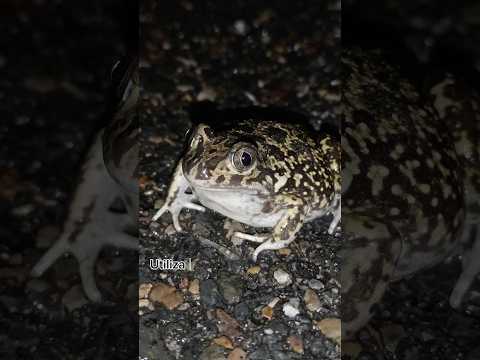 Cuidado con los animales en la carretera! #viralvideo #animales #youtubeshorts #rescate