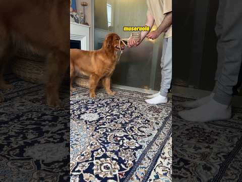 Come abituare il cane a indossare la museruola? #shorts