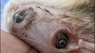 Extracting An Immense Cuterebra From This Dog