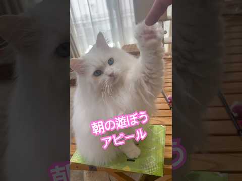 elegant cat シロ 朝のお見送り #cat #猫 #ねこ #白猫 #猫のいる暮らし #shorts