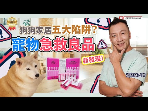 狗狗家居五大陷阱? 寵物急救良品⛑️