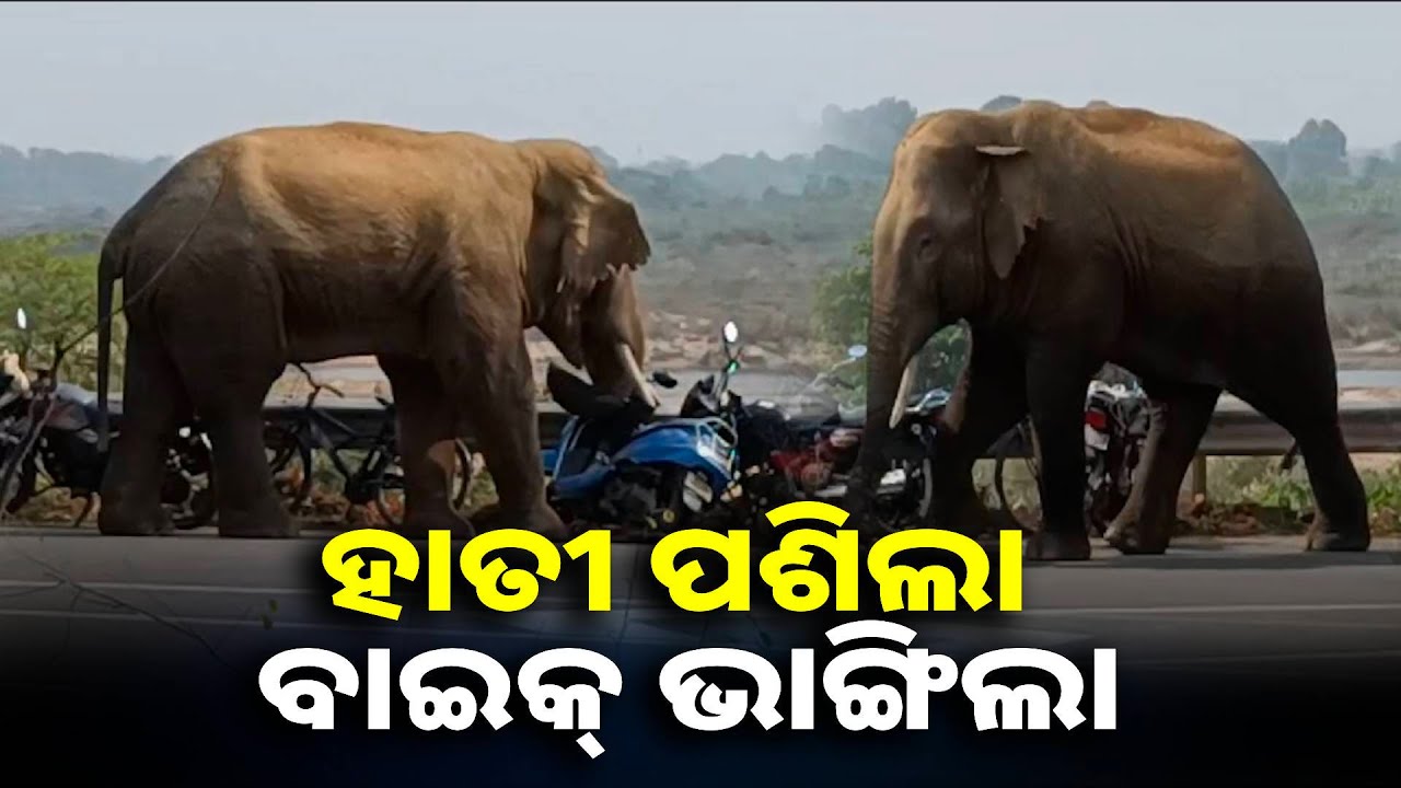 ଗାଁ ମୁହାଁ ଜଙ୍ଗଲୀ ହାତୀ, ଯାଜପୁର ଧର୍ମଶାଳା ଅଞ୍ଚଳରେ ଖେଳାଇଲା ଆତଙ୍କ ଘଉଡ଼ାଇବାକୁ ନାକେଦମ ବନ ବିଭାଗ